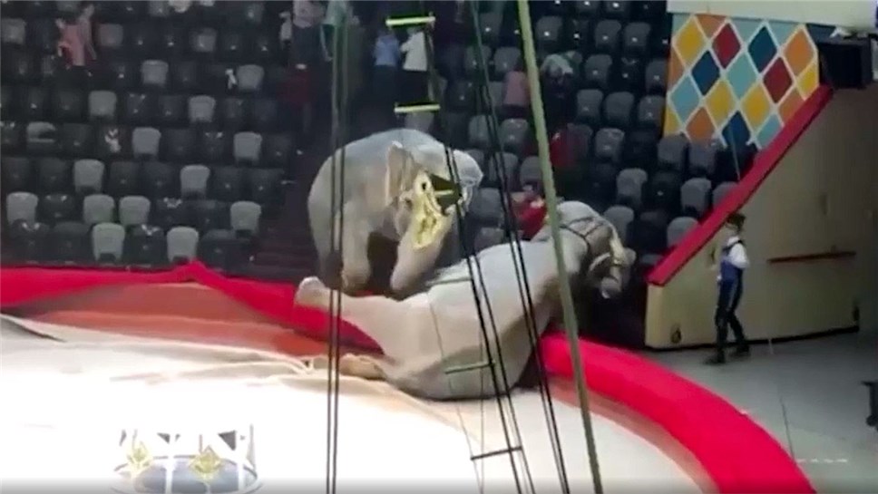 Драка слонов в цирке Казани стала предметом прокурорской проверки