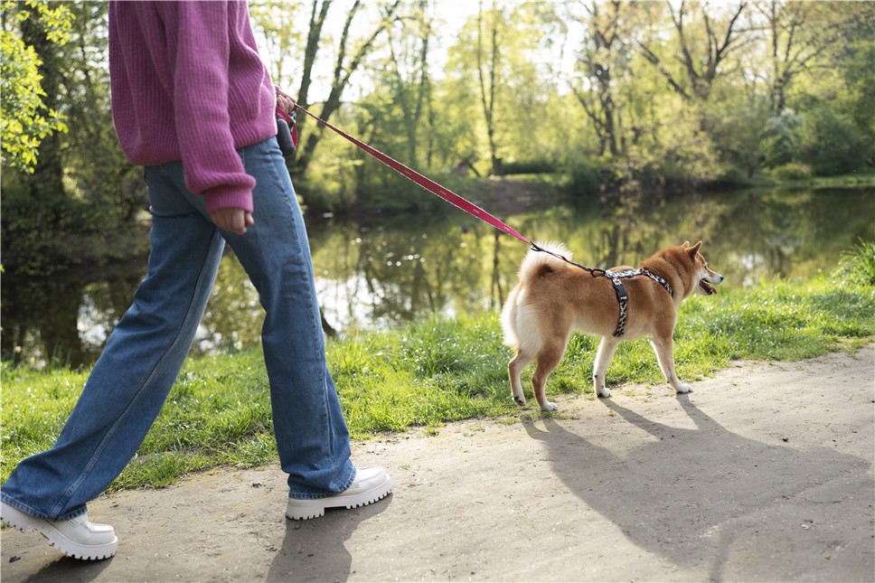 Как правильно выгуливать собаку?