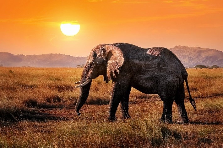 Африканский слон. Фото: Delbars, по лицензии Shutterstock.com