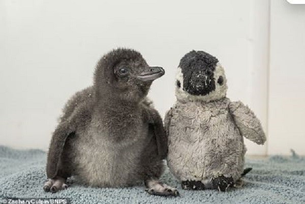 В английском аквариуме одинокому пингвиненку подарили плюшевого пингвина